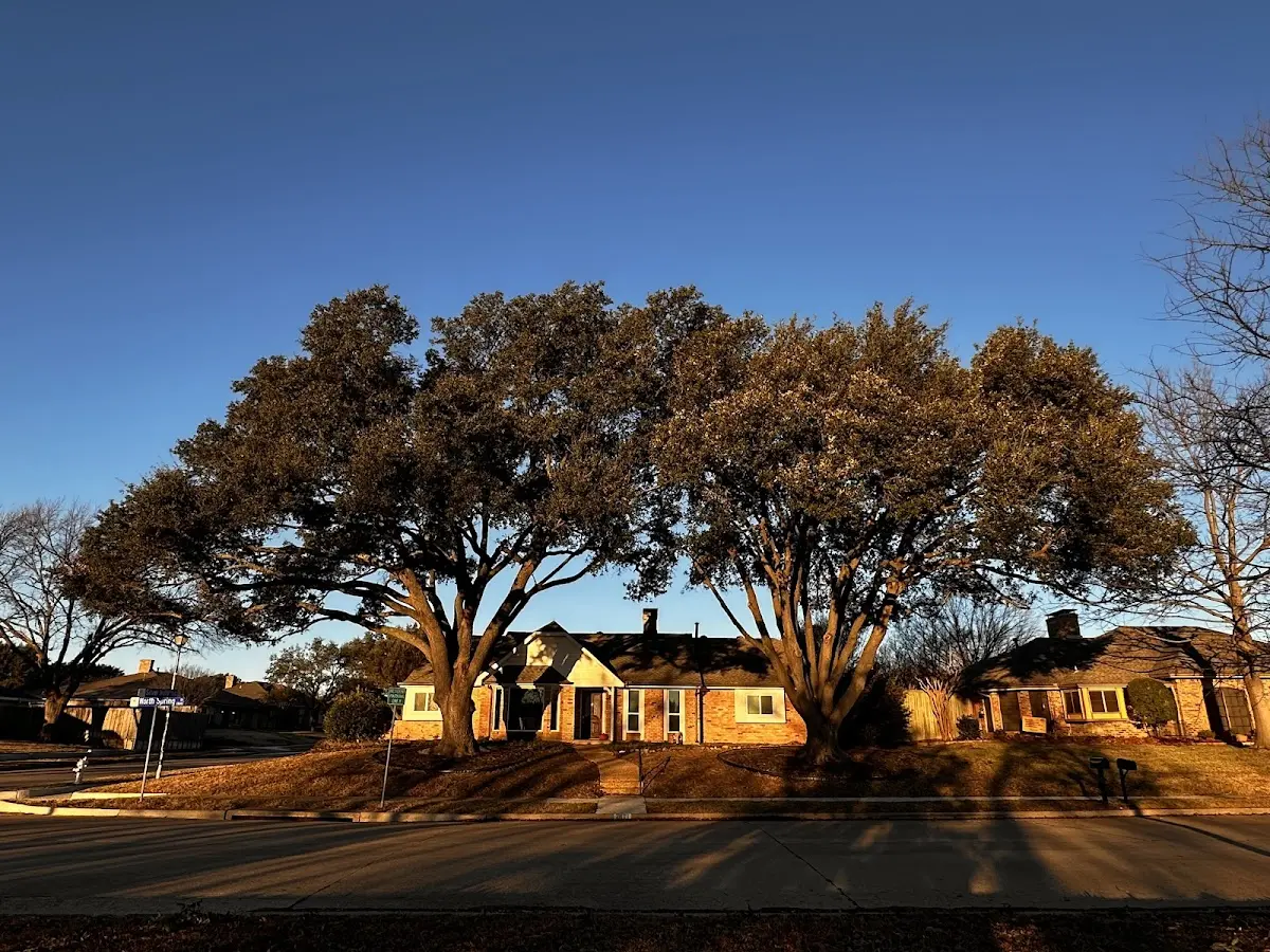 Established residential canopy tree shading a home in Junction City